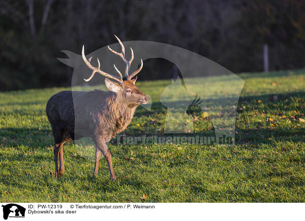 Dybowski's sika deer / PW-12319