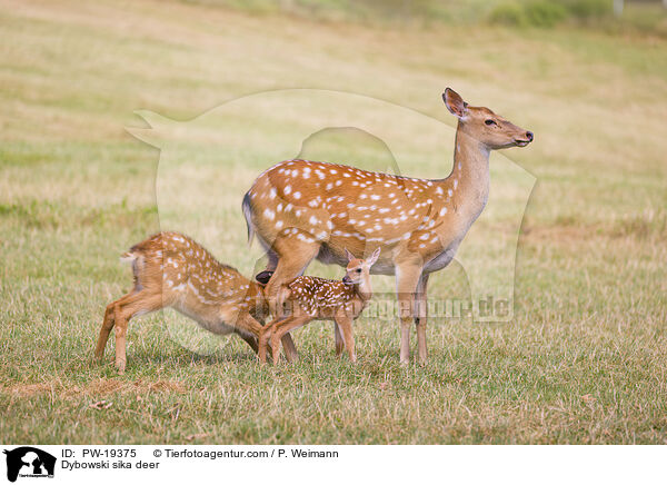 Dybowski-Hirsch / Dybowski sika deer / PW-19375
