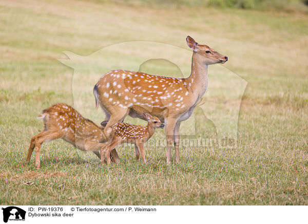 Dybowski-Hirsch / Dybowski sika deer / PW-19376