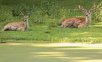 Dybowski Deers