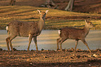 Dybowski Deers