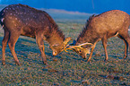 Dybowski's sika deer