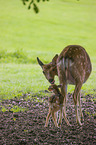 Dybowski's sika deer