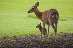 Dybowski's sika deer