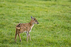 Dybowski's sika deer