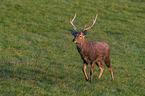 Dybowski's sika deer