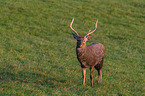 Dybowski's sika deer