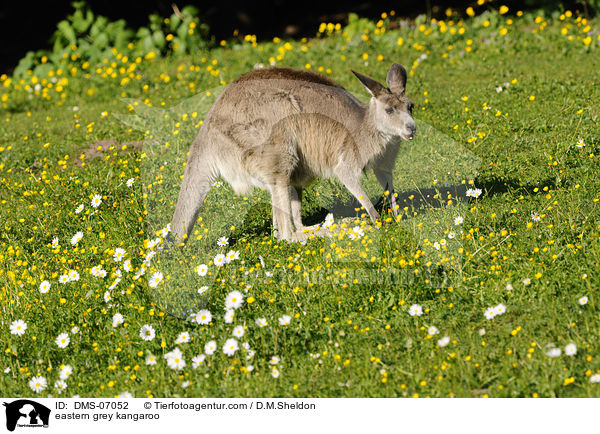 stliches Graues Riesenknguru / eastern grey kangaroo / DMS-07052