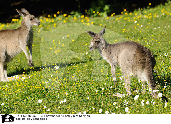 stliche Graue Riesenkngurus / eastern grey kangaroos / DMS-07053