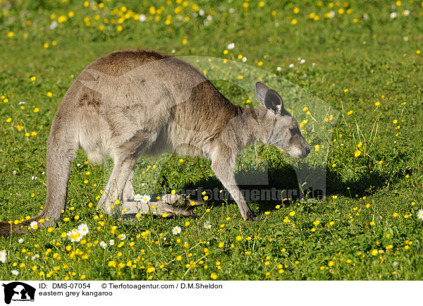 stliche Graue Riesenknguru / eastern grey kangaroo / DMS-07054