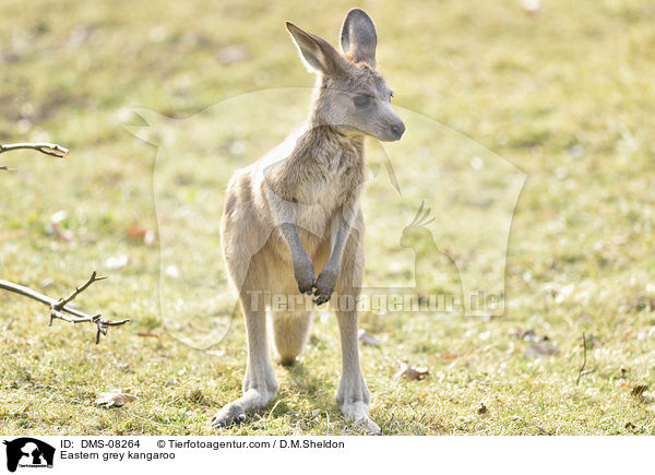 Eastern grey kangaroo / DMS-08264