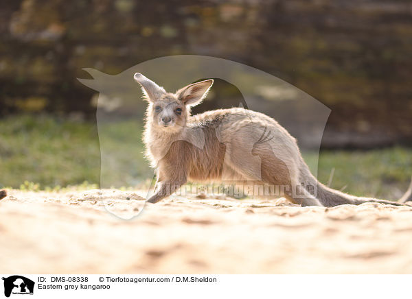 Eastern grey kangaroo / DMS-08338