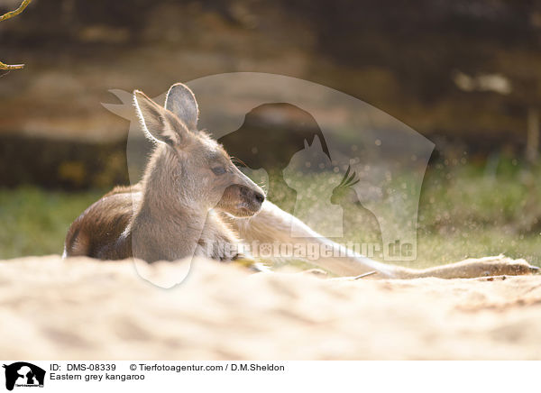 stliches Graues Riesenknguru / Eastern grey kangaroo / DMS-08339