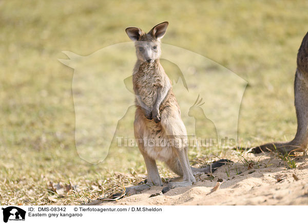 Eastern grey kangaroo / DMS-08342