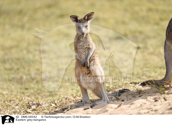 stliches Graues Riesenknguru / Eastern grey kangaroo / DMS-08342