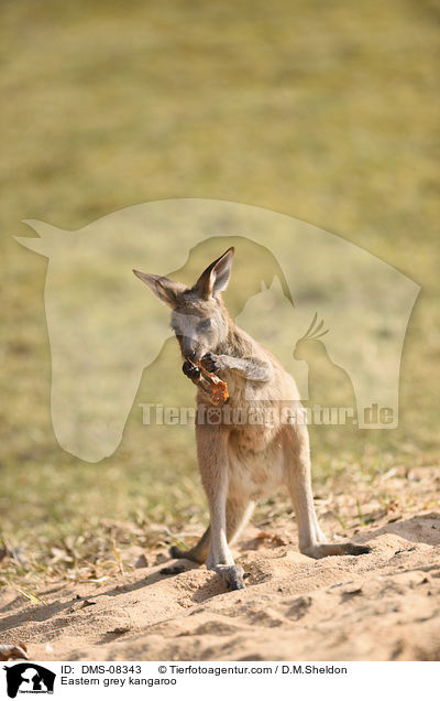 Eastern grey kangaroo / DMS-08343