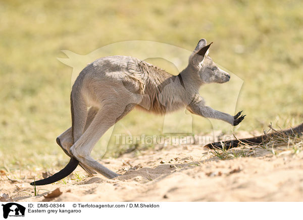 Eastern grey kangaroo / DMS-08344