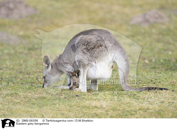 Eastern grey kangaroos / DMS-08356