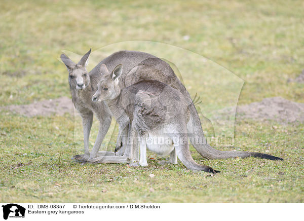 stliche Graue Riesenkngurus / Eastern grey kangaroos / DMS-08357