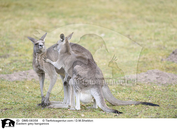 stliche Graue Riesenkngurus / Eastern grey kangaroos / DMS-08358