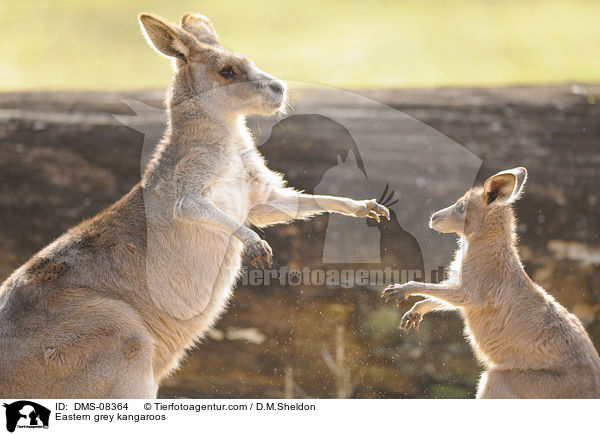 Eastern grey kangaroos / DMS-08364