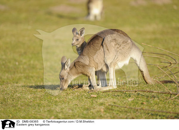 Eastern grey kangaroos / DMS-08365