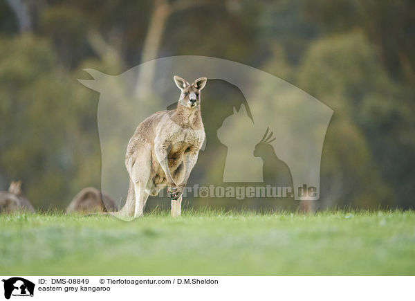 eastern grey kangaroo / DMS-08849