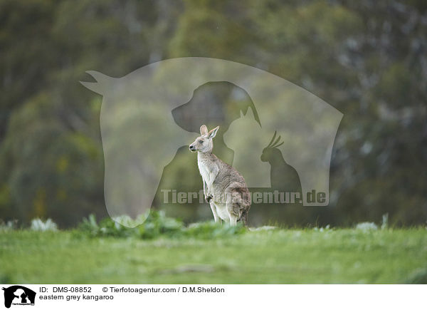 eastern grey kangaroo / DMS-08852