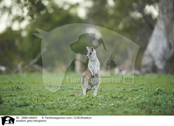 eastern grey kangaroo / DMS-08853