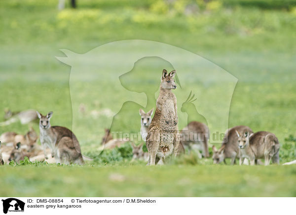 eastern grey kangaroos / DMS-08854