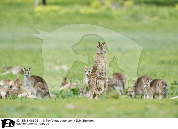 stliche Graue Riesenkngurus / eastern grey kangaroos / DMS-08854