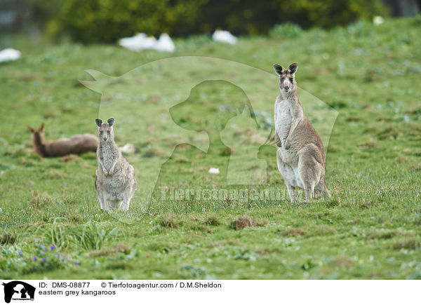 eastern grey kangaroos / DMS-08877