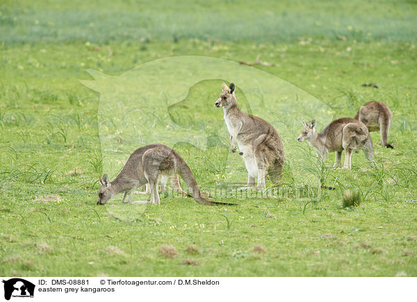 eastern grey kangaroos / DMS-08881