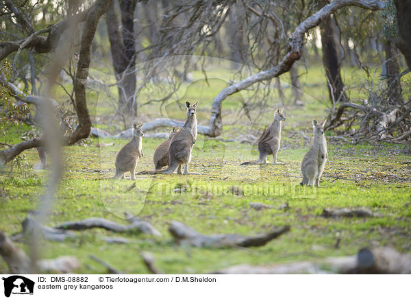 eastern grey kangaroos / DMS-08882