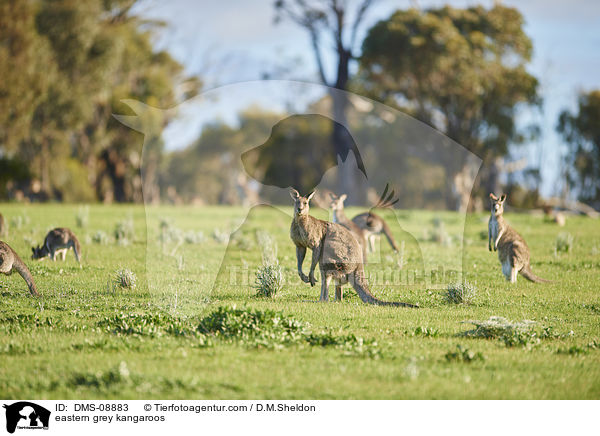 eastern grey kangaroos / DMS-08883