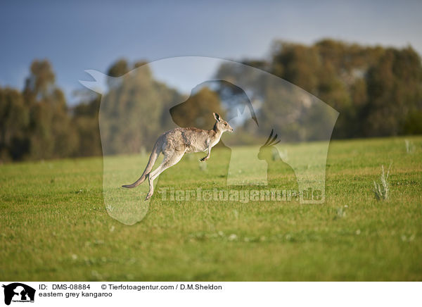 eastern grey kangaroo / DMS-08884
