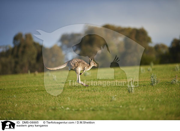eastern grey kangaroo / DMS-08885