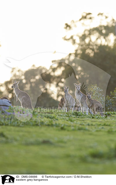 eastern grey kangaroos / DMS-08886