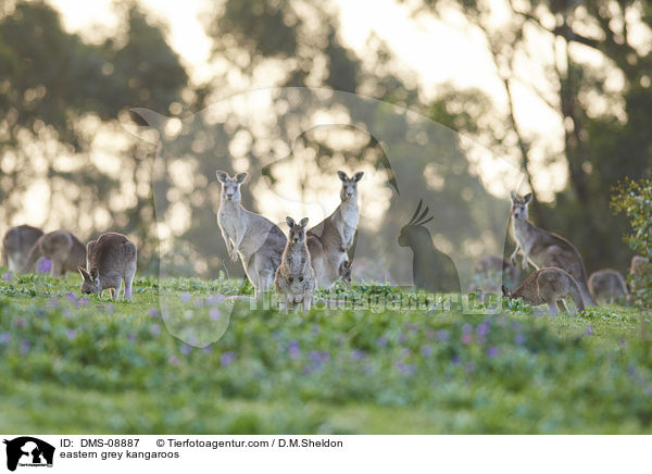 eastern grey kangaroos / DMS-08887