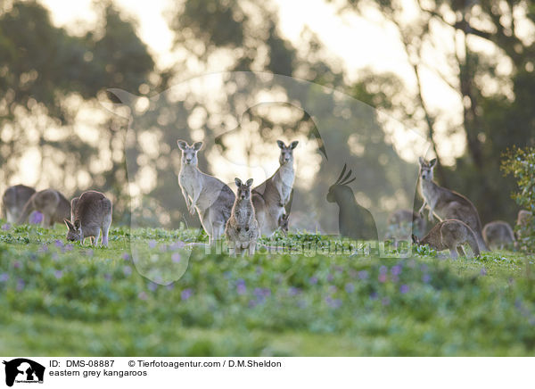 stliche Graue Riesenkngurus / eastern grey kangaroos / DMS-08887