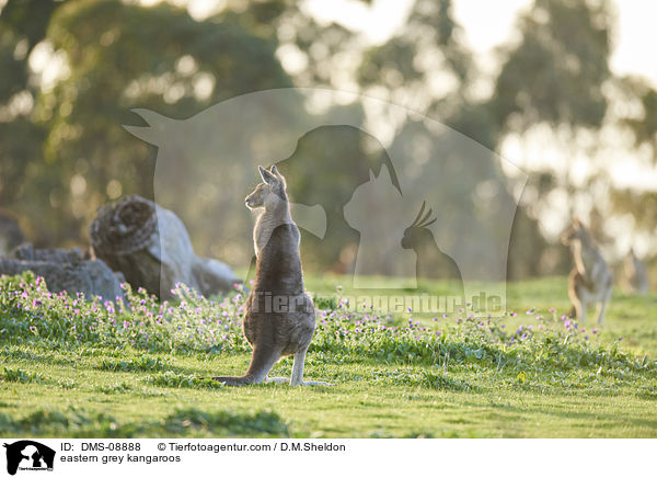stliche Graue Riesenkngurus / eastern grey kangaroos / DMS-08888