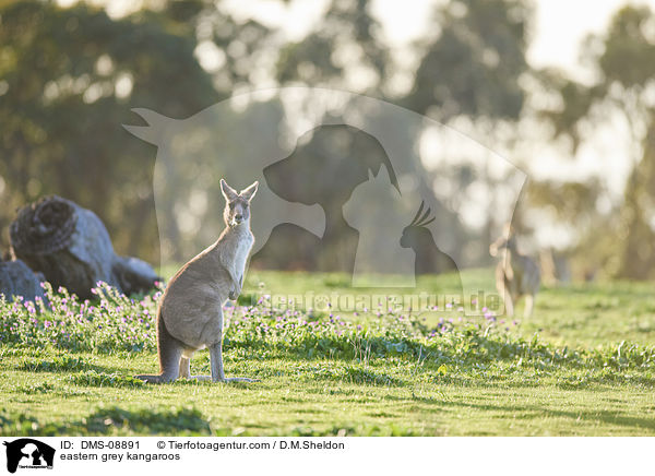 eastern grey kangaroos / DMS-08891