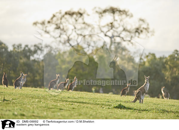 eastern grey kangaroos / DMS-08892