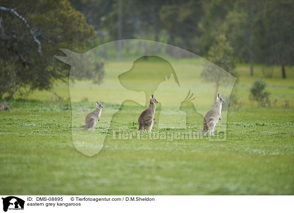 eastern grey kangaroos / DMS-08895
