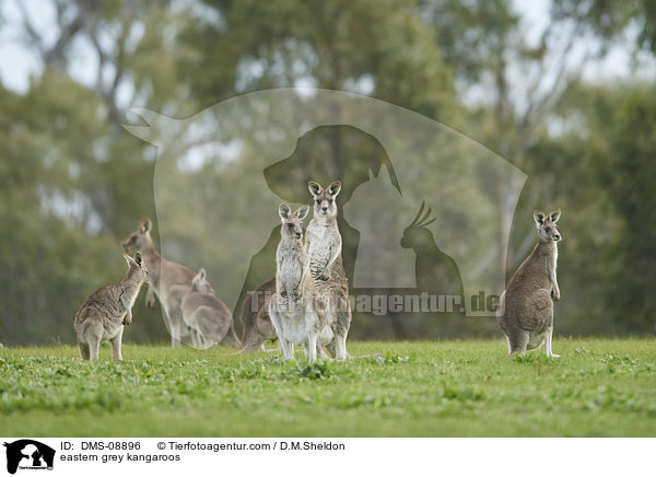 eastern grey kangaroos / DMS-08896