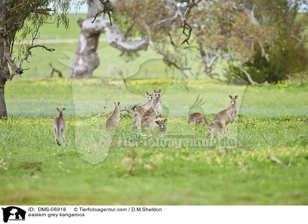 eastern grey kangaroos / DMS-08918