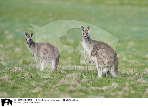 eastern grey kangaroos / DMS-08919
