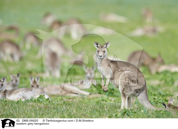 eastern grey kangaroos / DMS-08920