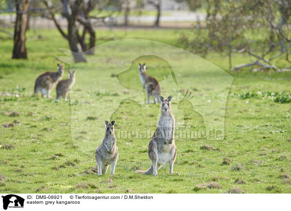 eastern grey kangaroos / DMS-08921
