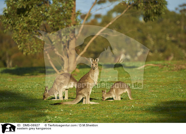 eastern grey kangaroos / DMS-08927